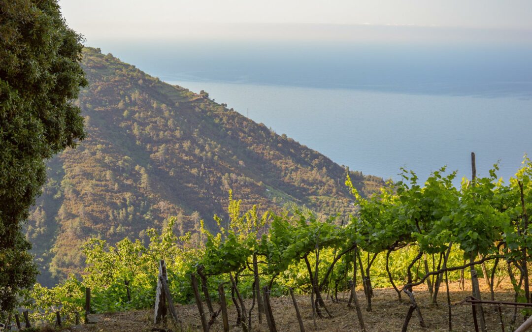 Deperi: il vino che profuma di Liguria…